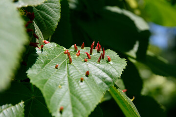 Mite that forms the lime nail gall or bugle gall. Eriophyes tiliae. Mature nail galls on a lime leaf