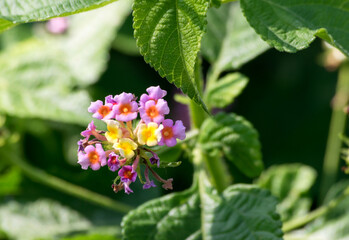 pink and white flowers