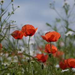 SUMMER LANDSCAPE - Blooming red poppy on a background of the blue sky and trees