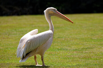 Pelican at Branféré animal park in Morbihan in Brittany