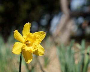 美しい黄色い花