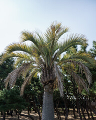 青空の下の椰子の木