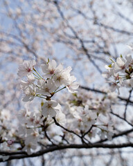 満開の桜