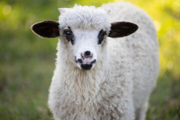 Portrait of cute little lamb