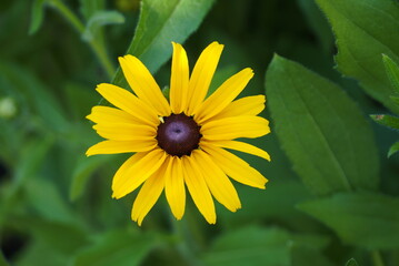 Yellow rudbeckia flower close-up view from above