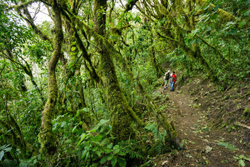 bosque nuboso en las laderas del volc&aacute;n Tolim&aacute;n , lago de Atitl&aacute;n ,Guatemala, Central America