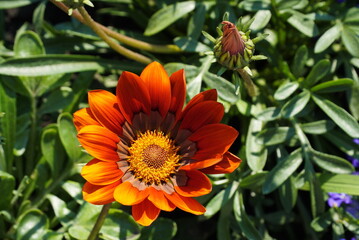 Beautiful gazania treasure flower close-up stock images. Gazania rigens various colours full frame stock photo.
