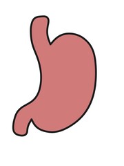 illustration of a stomach