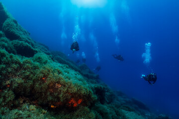 Naklejka na ściany i meble A group of unrecognizable scuba divers explores a reef in the Aegean Sea in Greece