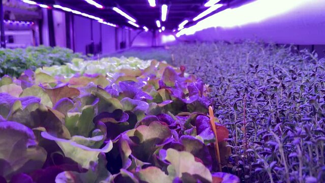 VERTICAL FARMING - Rising shot through glass of shelves of seedlings