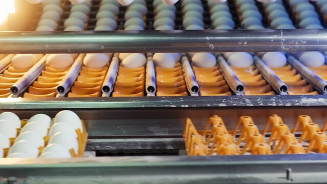 The process of sorting chicken eggs with a suction machine based on predetermined size standards.slow motion.4K.2