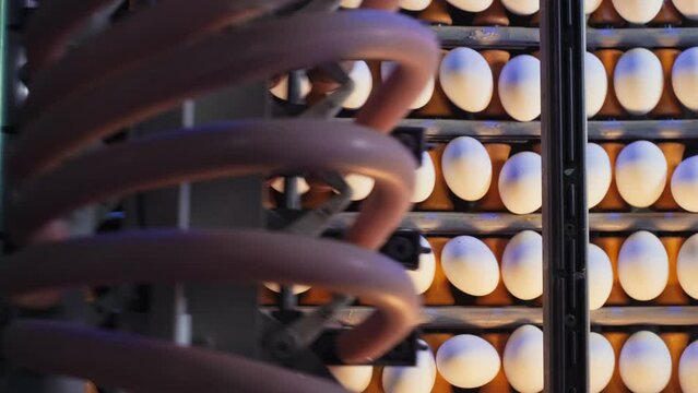 The process of sorting chicken eggs with a suction machine based on predetermined size standards.slow motion.4K.1