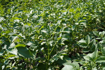 A close up of an organical big green potato bush with flowers on a garden bed growing in a private garden in spring and summer for vegetarian