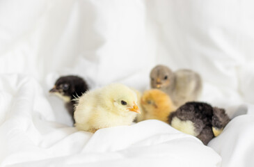 little baby chickens sleeping or fallen asleep on white,grey blanket,coverlet in bedroom.adorable chicks sitting in group in house.happy easter concept,farming,love and care,spring holiday,hen babies.