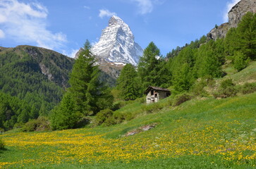 Landscape mountains in summer, Alps green grass