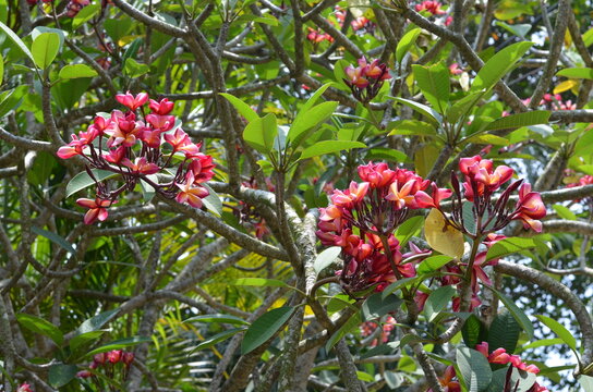 Plumeria tropical flower yellow and red, frangipani