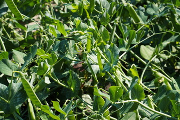 Obraz premium Green peas grow garden. Pods of young green peas growing on a bed.