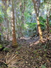 bush walking hiking track at the myall lakes australia. through coastal eucalypt forest with ferns and palms