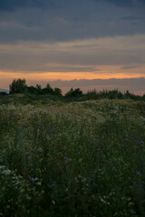 chamomile field at sunset in the city of Lipsk, summer 2022 - obrazy, fototapety, plakaty