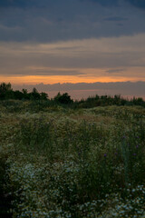 chamomile field at sunset in the city of Lipsk, summer 2022 - obrazy, fototapety, plakaty