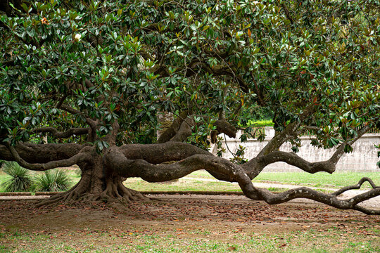 tree