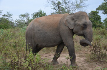 Fototapeta na wymiar Big elephant walking in wild savanna. Sri Lanka national park Udawalawe.