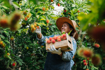 Asian farmer woman harvesting fresh rambutan in a wooden crate at the rambutan garden. Organic fruit agriculture concept.
