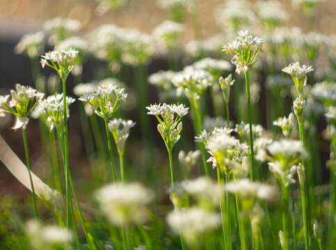 Allium ramosum, Allium odorum, Allium nutans - Chinese onion fragrant blooms on a summer day in the sun