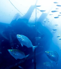 fish wreck