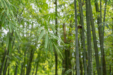 Fototapeta premium Fresh green bamboo leaves, Bamboo forest background, bamboo branch in sunlight, beautiful japanese spring garden landscape.