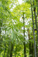 Fototapeta na wymiar Fresh green bamboo leaves, Bamboo forest background, bamboo branch in sunlight, beautiful japanese spring garden landscape.