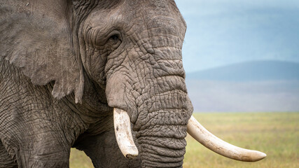 Elephant in Serengeti