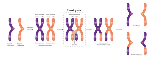 Crossing over between the non-sister chromatids of the homologous chromosome. Parental type and Recombination type. Genetic variation. Vector used for scientific and medical education. - obrazy, fototapety, plakaty