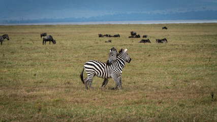 Obraz na płótnie Canvas Zebras fighting in Serengeti National Park Tansania