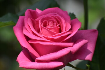 ピンクの一つのバラ