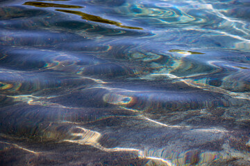 fish swimming in the water