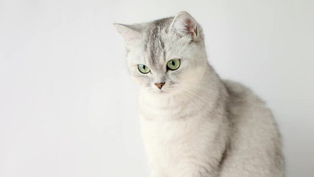 Scottish gray cat with green eyes looks around