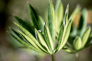 Obraz premium close up of grass,sweden,sverige,norrland