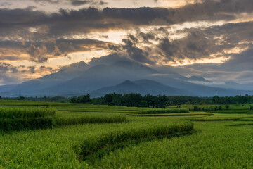 beautiful sunrise at rice fields in bengkulu, indonesia, asia