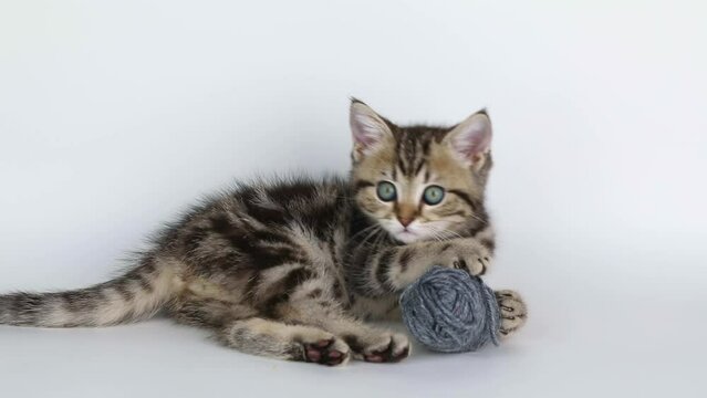 a small brown kitten plays with a gray ball of thread on a light background