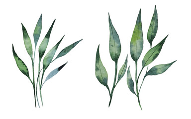 Fototapeta premium Set of watercolor floral illustrations - collection of green leaves, branches,young leaves for wedding stationery, greetings, wallpaper, fashion, background. 
