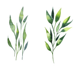 Set of watercolor floral illustrations - collection of green leaves, branches,young leaves for wedding stationery, greetings, wallpaper, fashion, background. 