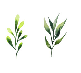 Set of watercolor floral illustrations - collection of green leaves, branches,young leaves for wedding stationery, greetings, wallpaper, fashion, background. 