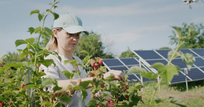 The farmer harvests raspberries. Solar panels in the background