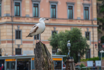 Close-up of a Beautiful Seagull in Venice, Veneto, Italy, Europe, World Heritage Site