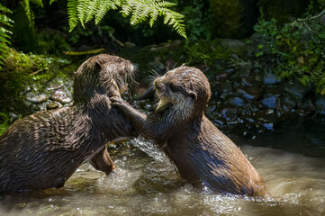 Asian small-clawed otters playing and fighting on the river bank with clear water.