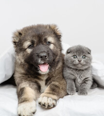 Puppy of the Caucasian shepherd lying next to a small gray kitten at home under a blanket