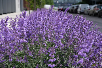 Obraz premium Close-up of purple flowers sage (Salvia nemorosa). Blue Salvia (salvia farinacea) flowering ornamental plants in the garden.