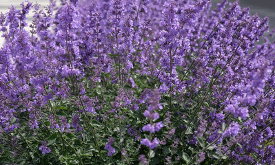Close-up of purple flowers sage (Salvia nemorosa). Blue Salvia (salvia farinacea) flowering ornamental plants in the garden.