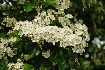 Beautiful Blooming hawthorn bush. Close-up of spring white flowers, abstract soft floral background.